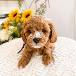 Hannah aka Poppy - Red female Cavapoo puppy in Ephrata, Washington from Mustard Seed Doodle Co.