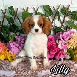 Lilly - Blenheim female Cavalier King Charles Spaniel puppy in Hollywood, Florida from World Class Cavaliers