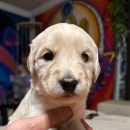 Aurora (light pink) - Cream female Goldendoodle puppy in Portsmouth, Virginia from Hopping Howlers Ranch