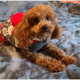 Sawyer - Poodle