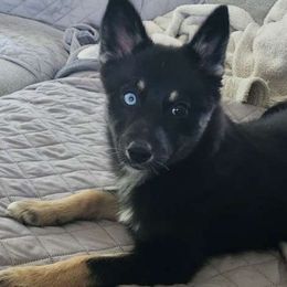 Susannah - Black Pomsky puppy in Minnesota from Taival Puppies