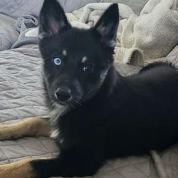 Susannah - Black Pomsky puppy in Minnesota from Taival Puppies
