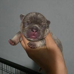 Male 1 - Tricolors male French Bulldog puppy in Warsaw, New York from Hillview Kennels