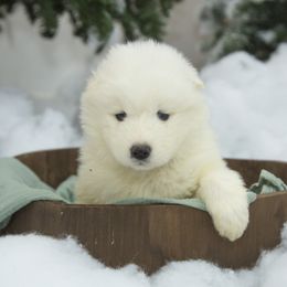 Samoyed Puppies from Desert Snow Samoyeds