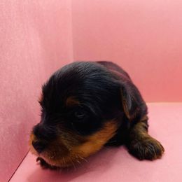 Poppy - Black and gold female Yorkshire Terrier puppy in Marion, Indiana from Regal Yorkie
