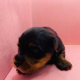 Poppy - Black and gold female Yorkshire Terrier puppy in Marion, Indiana from Regal Yorkie