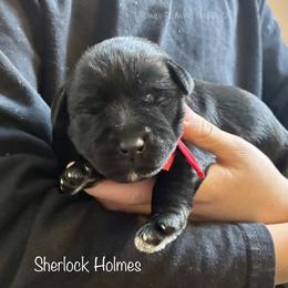 Sherlock Holmes - Black male Miniature Schnauzer puppy in Sedalia, Missouri from Farmer Brown's Puppies