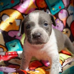 Lt. Blue Collar boy - Blue male American Bully puppy in Sandy Hook, Connecticut from Fia Bullies