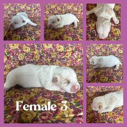 Female 3 - White and tan female Russell Terrier puppy in Zim, Minnesota from ZimBogWay Acres