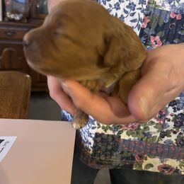 Sadie - Red female Cavapoo puppy in Burke, New York from Patti’s Puppies