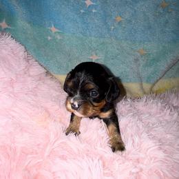 Sophia - Black and tan female Cavalier King Charles Spaniel puppy in Broken Arrow, Oklahoma from Cavalier King Charles Heartland