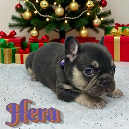 Hera - Tricolors female French Bulldog puppy in Amarillo, Texas from Bomb City Bulldogs