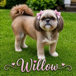 Willow - Shih Tzu