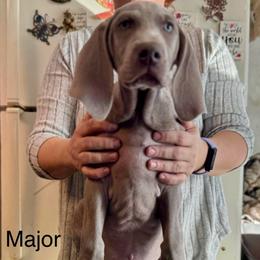 Major - Silver gray male Weimaraner puppy in Aitkin, Minnesota from Whispering’s GunDogs