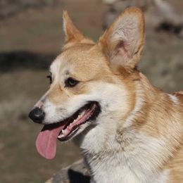 Bonnie - Pembroke Welsh Corgi