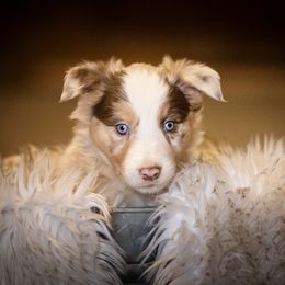 Border Collie Puppies from Hidden Meadows Livestock