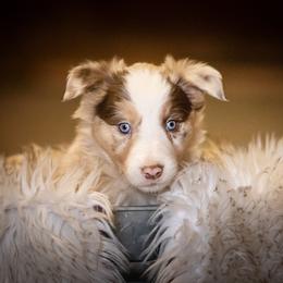 Border Collie Puppies from Hidden Meadows Livestock