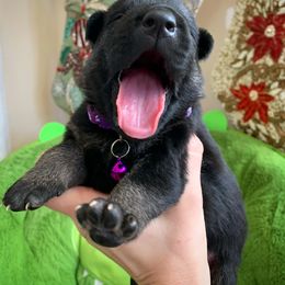 German Shepherd and White Shepherd Puppies from Scenic Creek German Shepherds