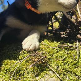 Orange - Black and white male Alaskan Klee Kai puppy in Naples, Idaho from Kootenai Valley Klee Kai