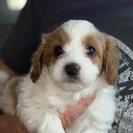 Kandy - Red female Havapoo puppy in Loveland, Colorado from Littledoodles2love