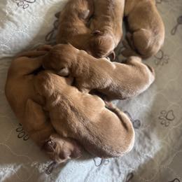 Male 2 - Yellow male Labrador Retriever puppy in Wardensville, West Virginia from Sager’s Labrador Puppies