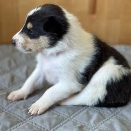 Ginger - Black white and tan female Collie puppy in Underwood, Indiana from Third Gen Collies