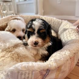 Traditional Tricolor - Tri-color male Bernedoodle puppy in Brooksville, Florida from Kruger Doodles