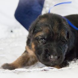 German Shepherd Puppies from Journey's German Shepherds (Kennel Vom Himmel)