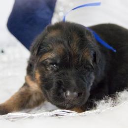 German Shepherd Puppies from Journey's German Shepherds (Kennel Vom Himmel)