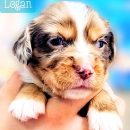Logan - Red merle male Miniature Australian Shepherd puppy in Punta Gorda, Florida from Christie's Creekside Aussies