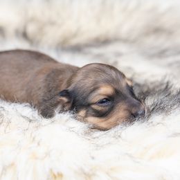 Dachshund puppies from Dachsy