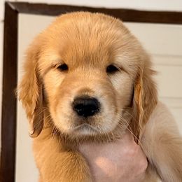 Parsley (Pink Collar) - Golden female Golden Retriever puppy in Jefferson, Iowa from New Beginnings Acres