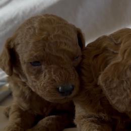 Penelope - Red  female Poodle puppy in Colerain, North Carolina from Lisa's Poodles