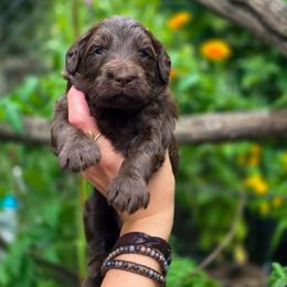 Sierra - Chocolate female Goldendoodle puppy in Centreville, Mississippi from Trin's Designer Doodles