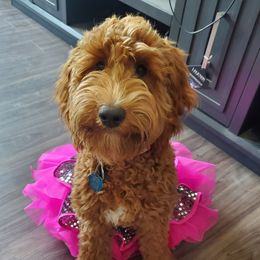 Allis - Australian Cobberdog