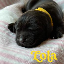 Lola - Brown female Newfoundland puppy in Brandenburg, Kentucky from Bluegrass River Newfoundlands
