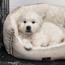 Golden Retriever Puppies from Hoekema Homestead Goldens