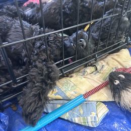 Kerry Blue Terrier Puppies from Eirebear Kerry Blue Terriers