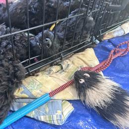Kerry Blue Terrier Puppies from Eirebear Kerry Blue Terriers
