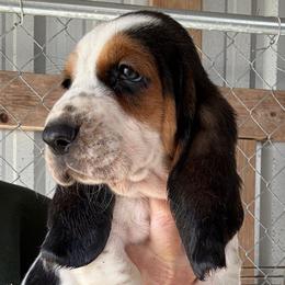Lavender collar - Black brown and white female Basset Hound puppy in Kenansville, Florida from Fancy Hounds