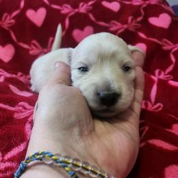 Girl 3 - Cream female Dachshund puppy in Wisconsin from Poppy's Darling Dachshunds