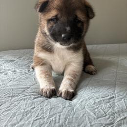 Rowan - Red male Shiba Inu puppy in Monett, Missouri from Happy Tails Shiba Inus