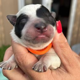 Orange - Blue mottled male Australian Cattle Dog puppy in Chelsea, Oklahoma from CT Mini Heelers