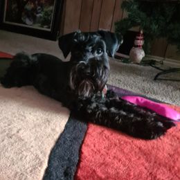 Neo - Miniature Schnauzer