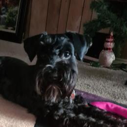 Neo - Miniature Schnauzer
