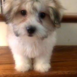 Coton de Tulear Puppies from Catawba Cotons