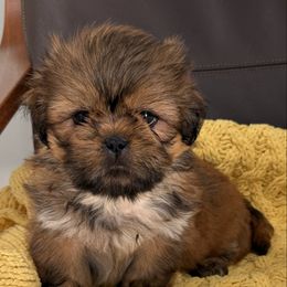 Tony - Red male Shih Tzu puppy in Fredericksburg, Virginia from Pumpkin Patch Pups
