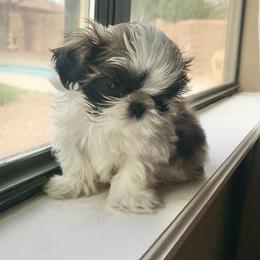 Shih Tzu Puppies from Willow Lane Shih Tzus