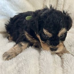 Lady Gaga - Black and tan female Havanese puppy in North Richland Hills, Texas from A Royal Havanese Court