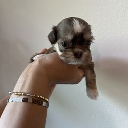 Thor - Liver and white male Shih Tzu puppy in Gulf Breeze, Florida from Garry's Shih Tzus